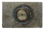 Trunnion-4T0780